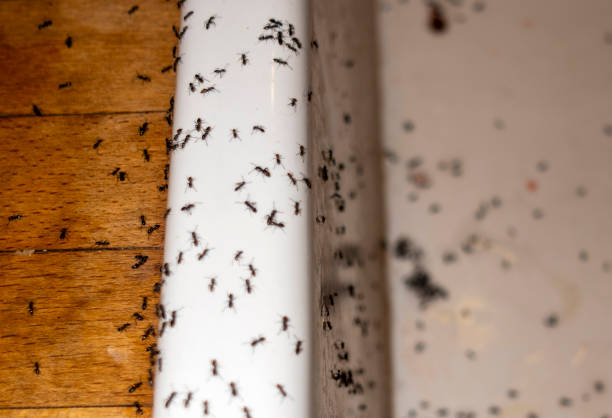 Best Mosquito Control Services  in Fairfield, TX
