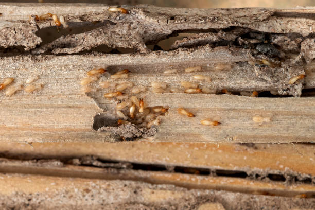 Best Pest Inspection Near Me  in Fairfield, TX