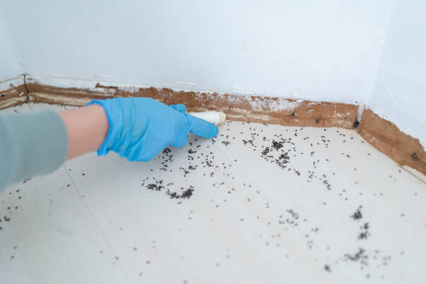 Best Local Pest Control Services  in Fairfield, TX